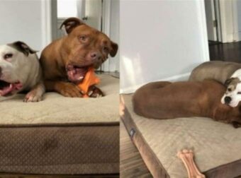 Κρυφή κάμερα καταγράφει τη στιγμή που σκύλος πηγαίνει το κρεβάτι του στο άρρωστο αδερφάκι του!