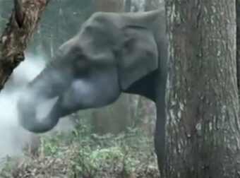 O ελέφαντας που καπνίζει γίνεται το απόλυτο viral – Το βίντεο που έκανε τον γύρο του κόσμου μέσα σε λίγα λεπτά!