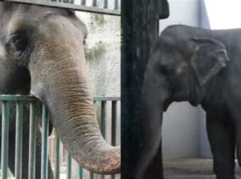 Παγκόσμια θλίψη για τον θάνατο της Μάλι -Ήταν ο πιο θλιμμένος και μοναχικός ελέφαντας του κόσμου (video)