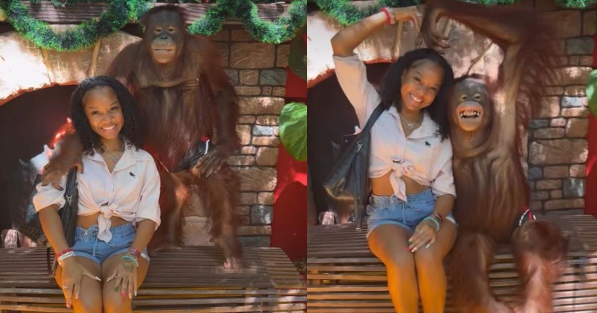 Safari world: Στην Ταϊλάνδη οι τουρίστες φωτογραφίζονται με «εκπαιδευμένους» χιμπατζήδες σε απαγορευτικές στάσεις&nbsp;