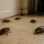 Βλέπεις συνεχώς κατσαρίδες μέσα στο σπίτι σου; Αυτό είναι το μεγαλύτερο λάθος που κάνεις και δεν πάει καν το μυαλό σου – Ειδικοί προειδοποιούν: «Σταμάτα αμέσως να βάζεις σπίτι σου 1 πράγμα και δεν είναι φαγώσιμο»