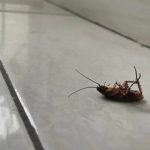 Το έχουν όλοι στο ψυγείο αλλά ελάχιστοι γνωρίζουν τη χρήση του: Το φυσικό «όπλο» που διώχνει τις κατσαρίδες