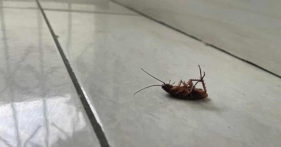 Το έχουν όλοι στο ψυγείο αλλά ελάχιστοι γνωρίζουν τη χρήση του: Το φυσικό «όπλο» που διώχνει τις κατσαρίδες