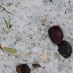 Ολοσχερής καταστροφή σε καλλιέργειες από ισχυρή χαλαζόπτωση – Βίντεο