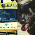 Βόλος: Αδέσποτος σκύλος επιτέθηκε σε 6χρονο και του έκοψε το αυτί – Διακομίστηκε σε νοσοκομείο της Αθήνας