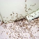 Βλέπεις συνεχώς μικρά μυρμήγκια μέσα στο σπίτι σου; Αυτό είναι το μεγαλύτερο λάθος που κάνεις – Το κόλπο που αν το κάνεις δεν θα εμφανιστεί ξανά ΟΥΤΕ ΕΝΑ