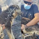 Αστυνομικοί έσωσαν σκύλο από τα καμμένα στη φωτιά στο Ωραιόκαστρο