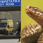 Φίδι δάγκωσε φοιτητή στο κέντρο πόλης – Νοσηλεύεται στο νοσοκομείο – Που είχε κρυφτεί το ερπετό