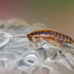 Βλέπεις συνεχώς κατσαρίδες σπίτι σου;Αυτό είναι το μέγα λάθος που κάνεις-«Σταμάτα να βάζεις σπίτι 1 πράγμα & δεν είναι φαγώσιμο»