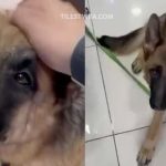 Αστυνομικοί στη Βάρη έσπασαν τζάμια από αυτοκίνητο και έσωσαν σκύλο που ήταν κλειδωμένος και δεν αντιδρούσε