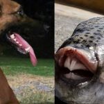 Σοκ σε ελληνική παραλία – Σκύλος έφαγε λαγοκέφαλο που είχε ξεβραστεί σε παραλία και πέθανε