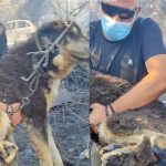Αστυνομικοί έσωσαν σκύλο από τα καμμένα στη φωτιά στο Ωραιόκαστρο