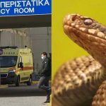 Φίδι δάγκωσε φοιτητή στο κέντρο πόλης – Νοσηλεύεται στο νοσοκομείο – Που είχε κρυφτεί το ερπετό