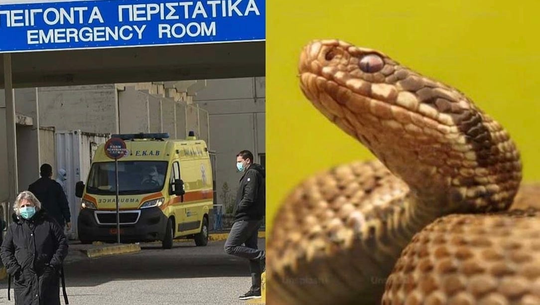 Φίδι δάγκωσε φοιτητή στο κέντρο πόλης – Νοσηλεύεται στο νοσοκομείο - Που είχε κρυφτεί το ερπετό
