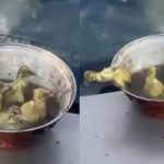 Έσωσαν νεογέννητα πουλιά από τη φωτιά στο Ωραιόκαστρο – «Όλες οι ζωές έχουν την ίδια αξία»