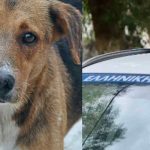 Σοκ στην Κεφαλονιά – Σοκάρει ο τρόπος που σκότωσαν αδέσποτο σκύλο