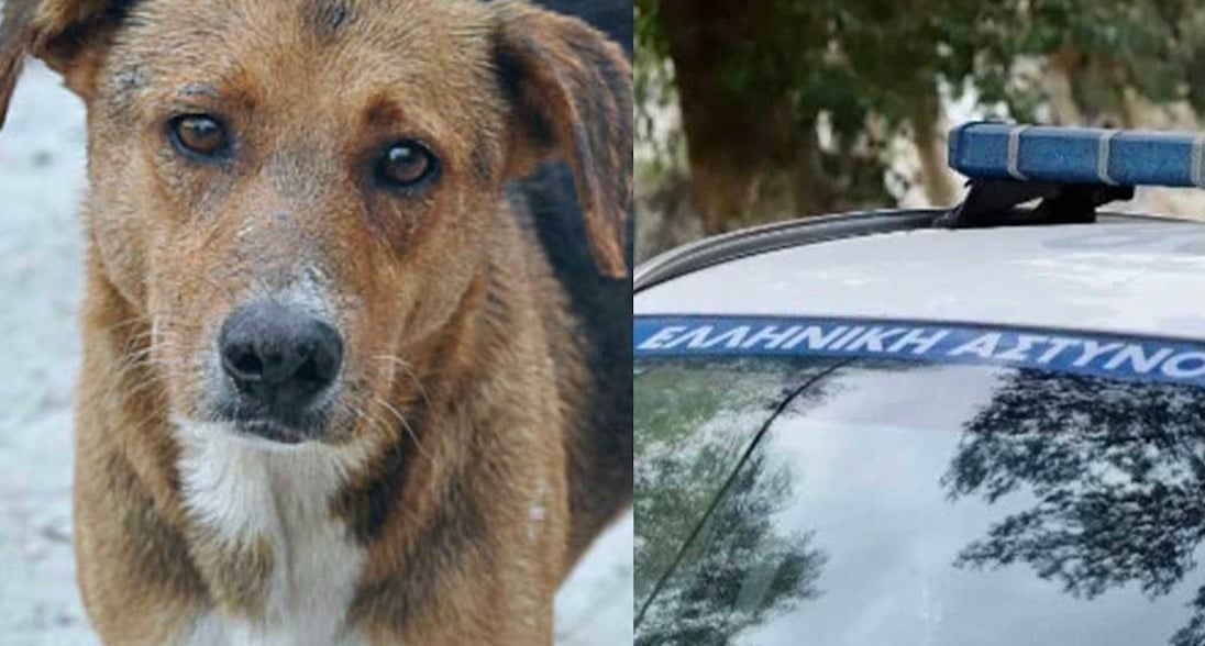 Σοκ στην Κεφαλονιά - Σοκάρει ο τρόπος που σκότωσαν αδέσποτο σκύλο