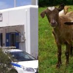 Μύκονος: Συνελήφθη 51χρονος γιατί είχε «παστουρώσει» 10 κατσίκες