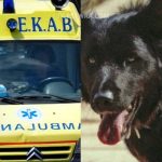 Βόλος: Αδέσποτος σκύλος επιτέθηκε σε 6χρονο και του έκοψε το αυτί – Διακομίστηκε σε νοσοκομείο της Αθήνας