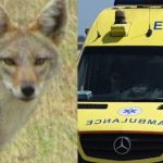 Τσακάλι δάγκωσε στο πρόσωπο 4χρονη και το έσερνε από την πλάτη