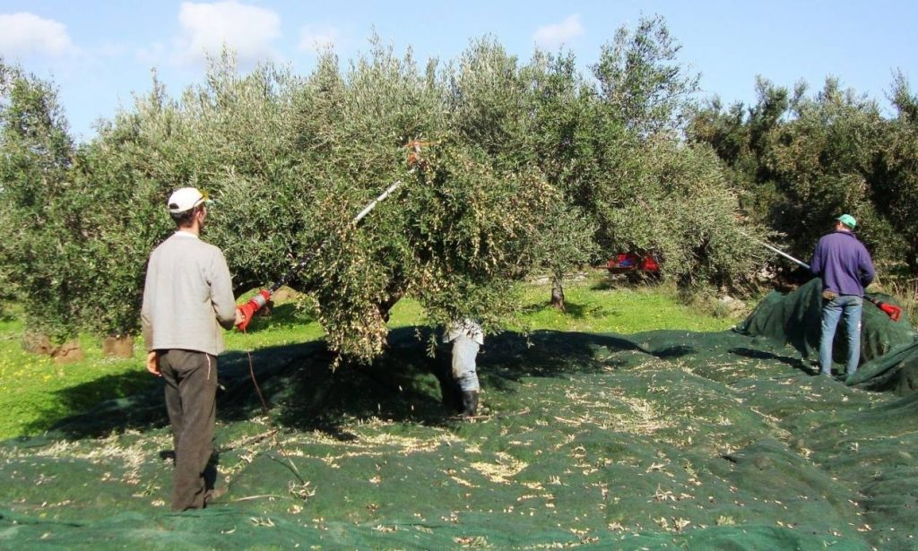Ελιές στην Ελλάδα, ακόμη και αν δεν τις μαζεύουν ή δεν βγάζουν λάδι – Πρέπει να κάνουν 1 πράγμα αλλιώς πληρώνουν