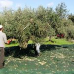 Ελιές στην Ελλάδα, ακόμη και αν δεν τις μαζεύουν ή δεν βγάζουν λάδι – Πρέπει να κάνουν 1 πράγμα αλλιώς πληρώνουν