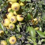 Αuτό είναι το ξεχασμένο δέντρο που μεγάλωσε πολλές γενιές – Γιατί εξαφανίστηκε