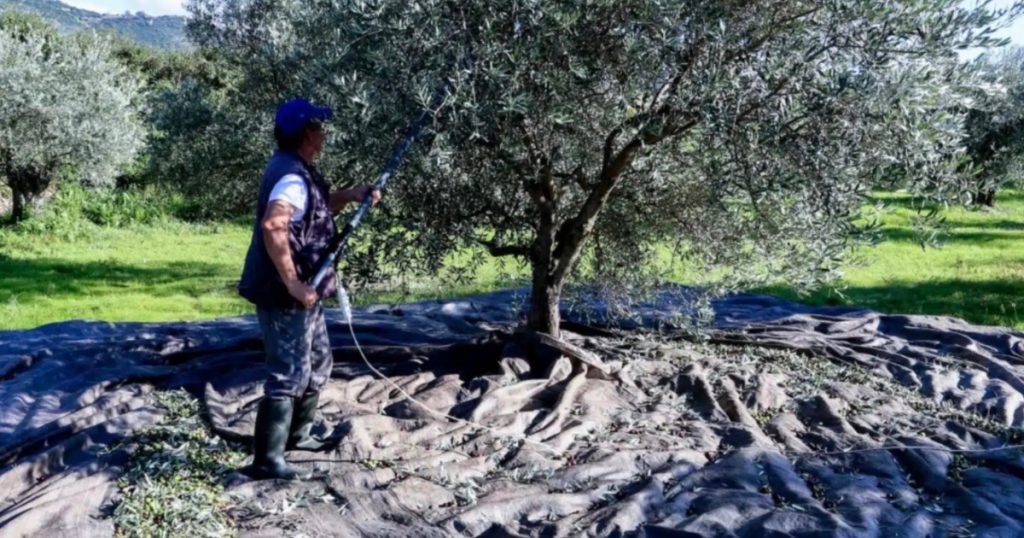 «Βόμβα» για όσους έχουν ελιές στην Ελλάδα ακόμη και αν δεν μαζεύουν ή δεν βγάζουν λάδι – Πρέπει να κάνουν άμεσα 1 πράγμα αλλιώς