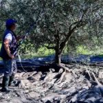 «Βόμβα» για όσους έχουν ελιές στην Ελλάδα ακόμη και αν δεν μαζεύουν ή δεν βγάζουν λάδι – Πρέπει να κάνουν άμεσα 1 πράγμα αλλιώς