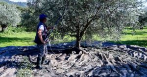 «Βόμβα» για όσους έχουν ελιές στην Ελλάδα ακόμη και αν δεν μαζεύουν ή δεν βγάζουν λάδι – Πρέπει να κάνουν άμεσα 1 πράγμα αλλιώς