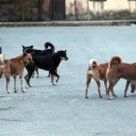 ΣΟΚ: 17χρονη πήγε για τρέξιμο και δεν γύρισε ποτέ σπίτι – Την κατασπάραξε αγέλη 16 σκύλων