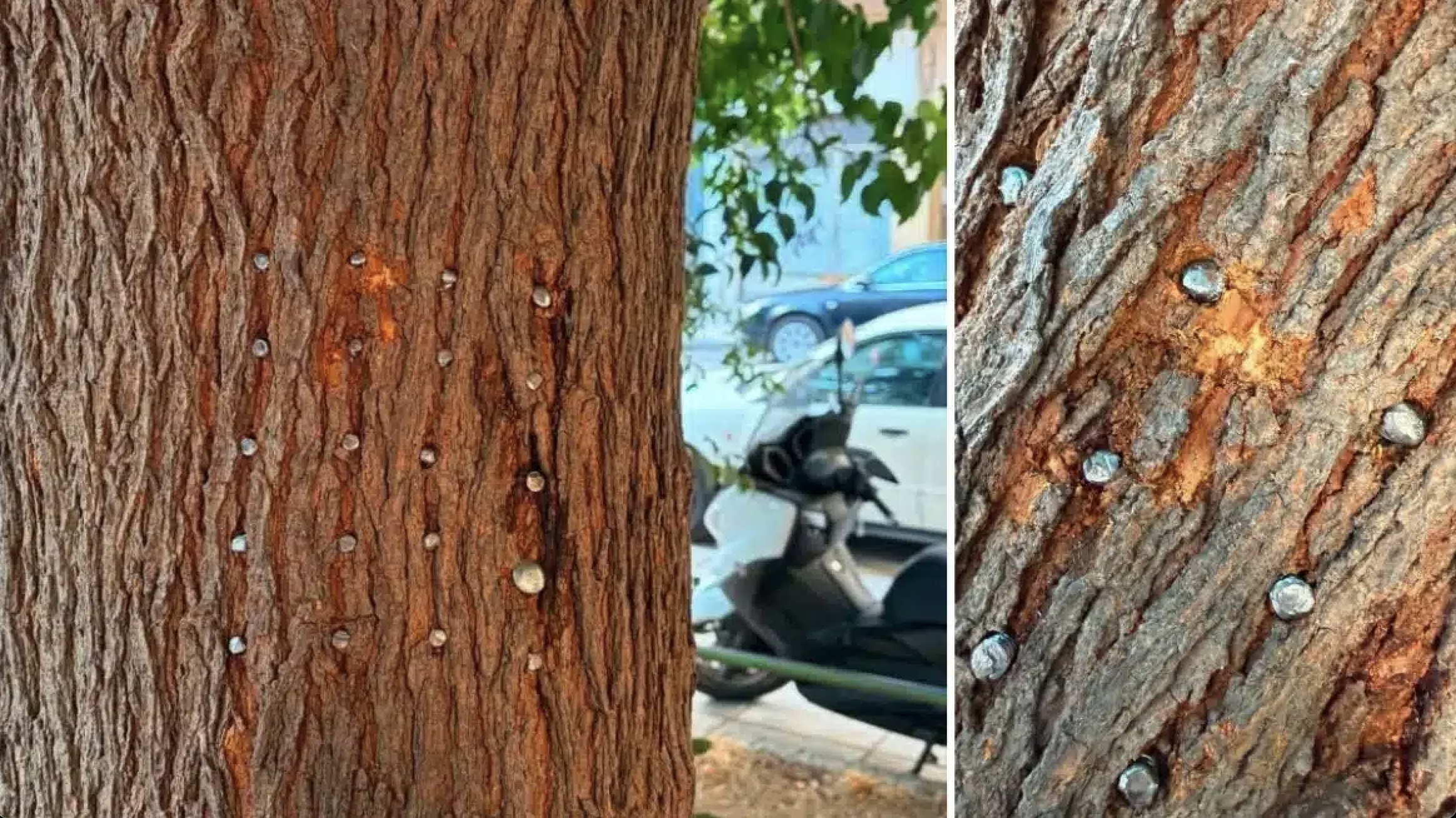 Άγνωστος κάρφωσε 20 μεγάλα καρφιά σε μουριά στη Θεσσαλονίκη