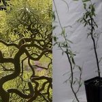 Φυτέψτε αυτό το δέντρο το φθινόπωρο – Θα γίνει ένα πραγματικό στολίδι για τον κήπο σας
