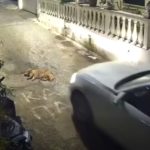 Φρίκη στην Κέρκυρα