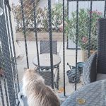 Η εικόνα που έχει τρελάνει σήμερα όλο το Facebook: Μόνο αν έχεις παρατηρητικότητα ντετέκτιβ, θα βρεις τη 2η γάτα στην εικόνα σε 10 δευτερόλεπτα