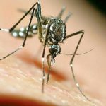 ΣΥΝΑΓΕΡΜΟΣ ΣΤΗΝ ΕΛΛΑΔΑ ΓΙΑ ΤΟΝ ΙΟ ΤΟΥ ΔΥΤΙΚΟΥ ΝΕΙΛΟΥ – ΑΥΤΗ ΕΙΝΑΙ Η ΠΕΡΙΟΧΗ ΤΗΣ ΑΤΤΙΚΗΣ ΑΛΛΑ ΚΑΙ ΤΗΣ ΧΩΡΑΣ ΜΕ ΤΑ ΠΕΡΙΣΣΟΤΕΡΑ ΚΡΟΥΣΜΑΤΑ