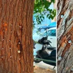 Άγνωστος κάρφωσε 20 μεγάλα καρφιά σε μουριά στη Θεσσαλονίκη