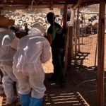 Κρήτη: Πρώτος μαζικός έλεγχος της ΑΑΔΕ για τις αγροτικές επιδοτήσεις – Δεν προσήλθαν οι 120 από τους 195 κτηνοτρόφους  