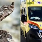 Χανιά: Στο νοσοκομείο 13χρονος μετά από δάγκωμα φιδιού