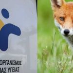 Σοβαρή προειδοποίηση από τον ΕΟΔΥ για τις αλεπούδες: «Μην τις πλησιάζετε»