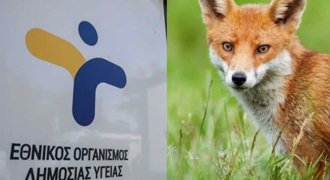 Σοβαρή προειδοποίηση από τον ΕΟΔΥ για τις αλεπούδες: «Μην τις πλησιάζετε»