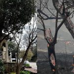 Ποια είναι τα δέντρα που μπορούν να γίνουν «ασπίδα» για το σπίτι σας απέναντι στις φωτιές