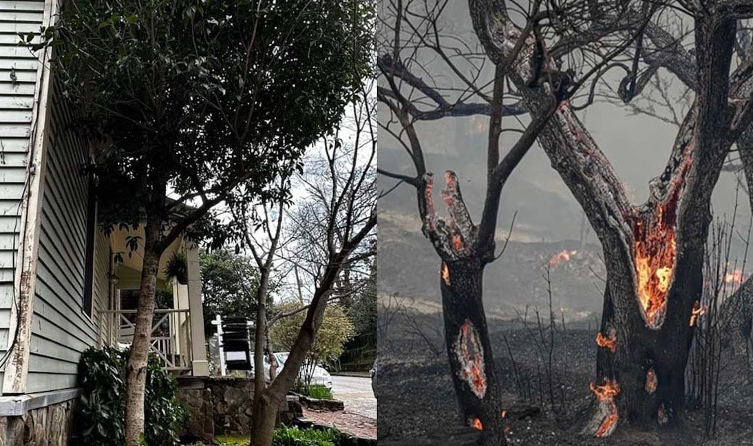Ποια είναι τα δέντρα που μπορούν να γίνουν «ασπίδα» για το σπίτι σας απέναντι στις φωτιές