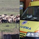 Θλίψη: Τον έβαλαν να θανατώσει τα ζώα του και πέθανε από την στεναχώρια του