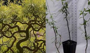Φυτέψτε αυτό το δέντρο το φθινόπωρο – Θα γίνει ένα πραγματικό στολίδι για τον κήπο σας