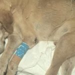 Σαλαμίνα: Σώθηκε ο παράλυτος σκύλος – Ο κτηνίατρος αρνήθηκε να κάνει ευθανασία