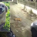 Στον εισαγγελέα η γυναίκα οδηγός που πάτησε σκύλο με ΙΧ στην Κέρκυρα – Αντιμέτωπη με κάθειρξη έως 10 έτη και πρόστιμο