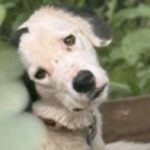 ΑΣΥΛΛΗΠΤΗ ΚΤΗΝΩΔΙΑ ΣΕ ΠΑΣΙΓΝΩΣΤΗ ΕΛΛΗΝΙΚΗ ΠΟΛΗ – 11 ΣΚΥΛΟΙ ΣΚΟΤΩΘΗΚΑΝ ΜΕ ΦΟΛΕΣ