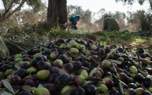 Τραγωδία στην Ηλεία: Πήγε από την Αθήνα για να μαζέψει τις ελιές του και βρέθηκε νεκρός – Η εικόνα που ραγίζει καρδιές