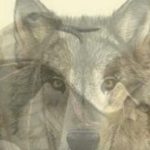 Το πρώτο ζώο που βλέπετε σε αυτή την εικόνα θα αποκαλύψει ποιοι είστε πραγματικά
